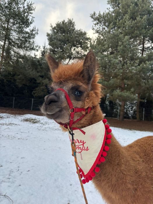 Alpaka Alpaca Huacaya samica