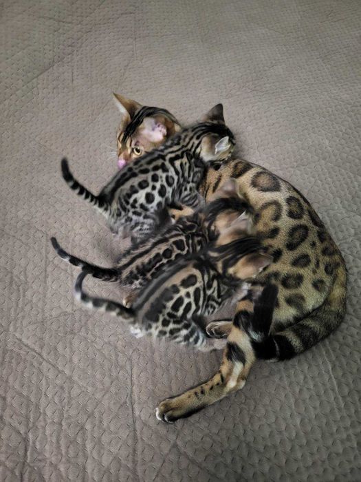 Бенгальські кошенята