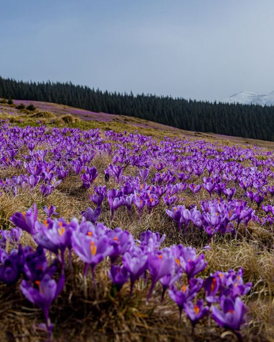 Походи на Кукул в період цвітіння крокусів