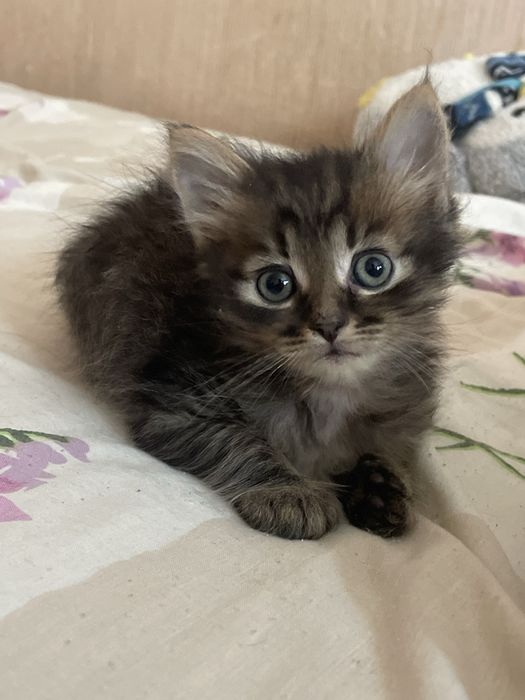 Дарую активних кошенят