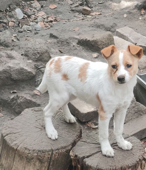 Віддам у добрі руки