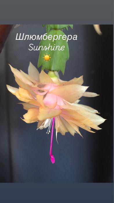 Шлюмбергера AN040