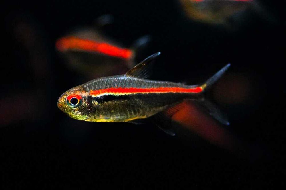 Hyphessobrycon amapaensis Bystrzyk amapaensis