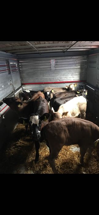 Sprzedam cielęta polskie transport gratis