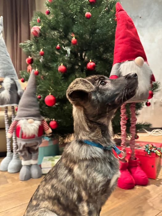 Метиси віддам безкоштовно