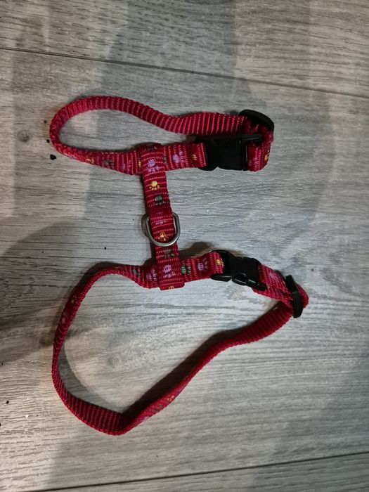 Czerwone małe szelki dla kota