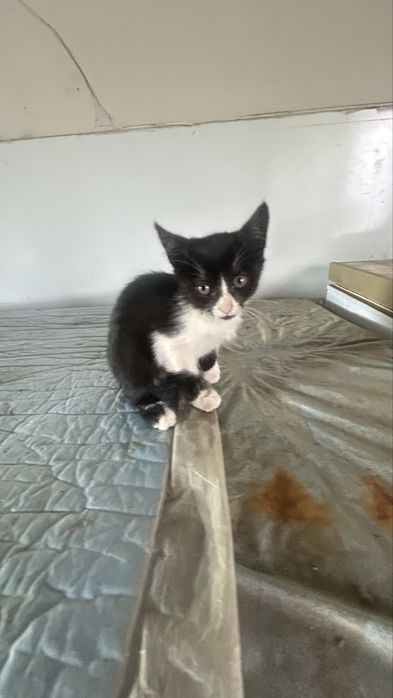 Gatos para adopção