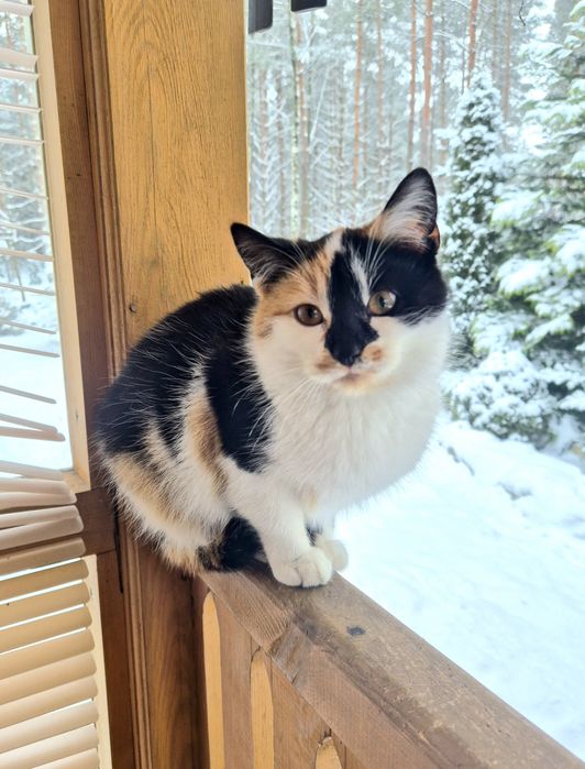 Urocza kotka sierotka