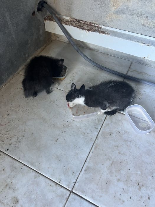 Gatas para adoção