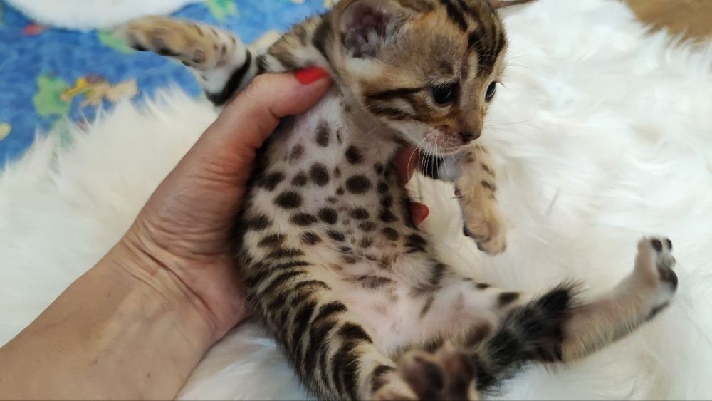 Елітні Бенгальські кошенятка бенгали WCF