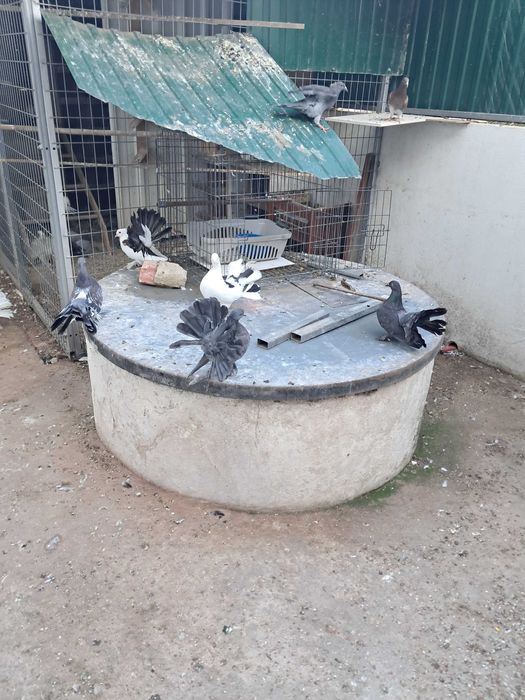 Pombos de leque e leque indianos.