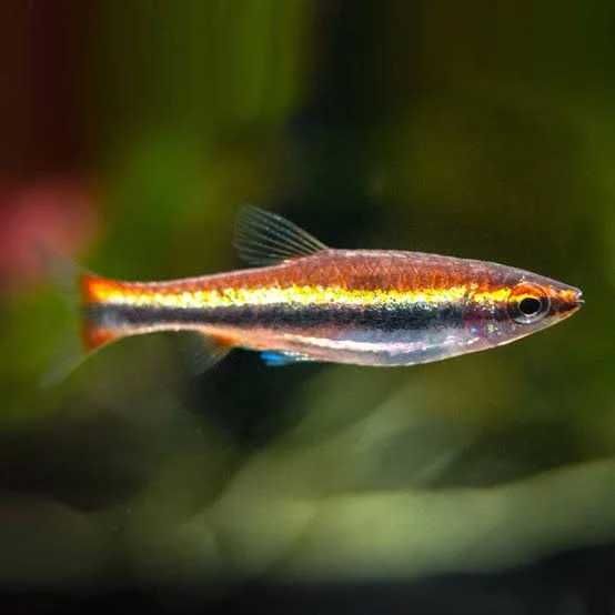 drobnoustek beckforda