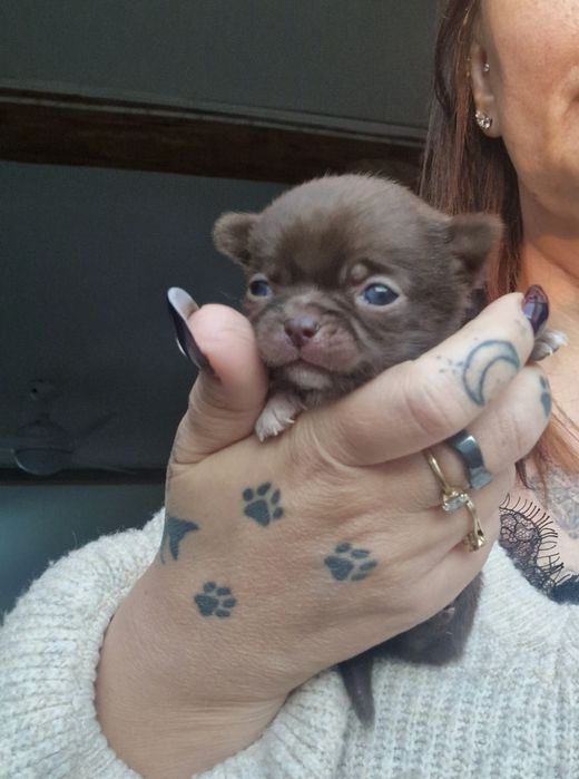 Czekoladowy piesek Chihuahua