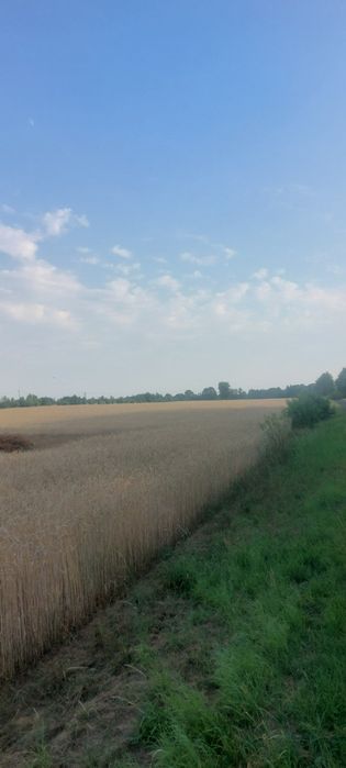 Sprzedam działki budowlane!!  Mierzączka Duża