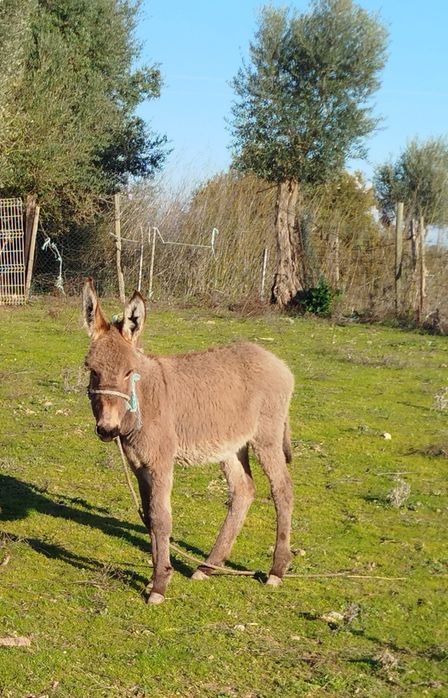 Segue para venda burrinha com seis meses muito linda