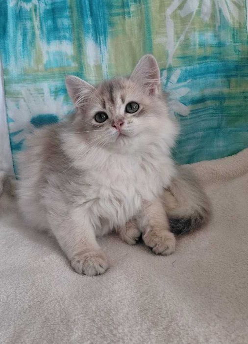 Шотландский длинношерстный котик в окрасе голубое золото ау11