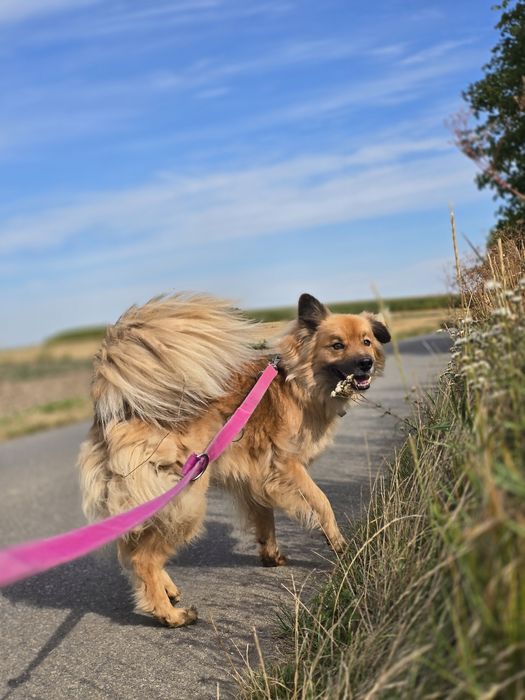 Piękny piesek Bouli