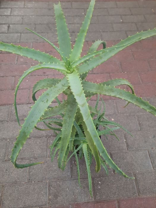 Aloesy 70/80cm 3-letnie