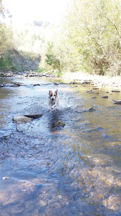 Молода мисливська собака шукає дім