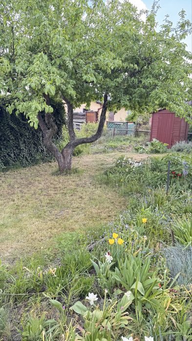 Prawa do dzialki ROD 400 m2 Koninko