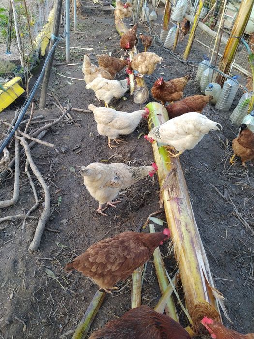 Ovos Galados, Galinhas, do campo.