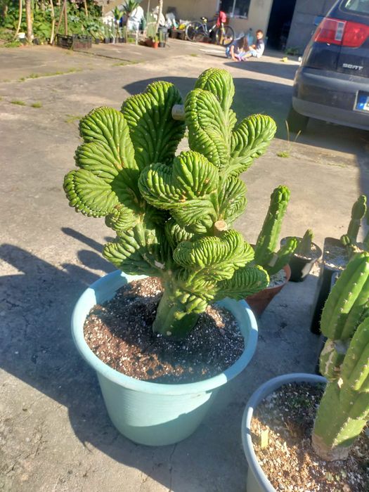Trichocereus pachanoi