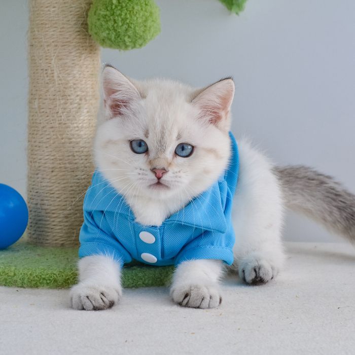 Київ. Котик з голубими очима