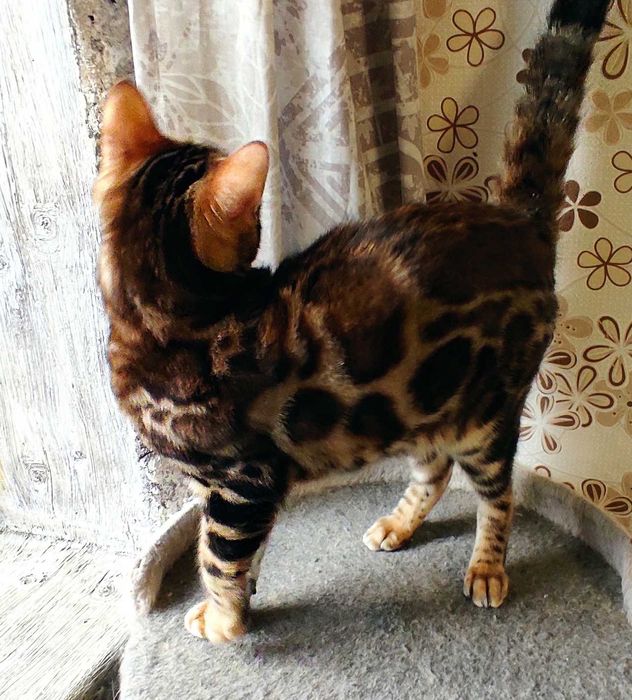 Чудовий бенгальський хлопчик, бенгал, кошенята