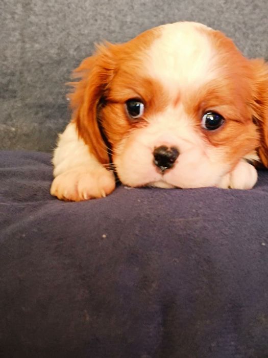 Cavalier King Charles Spaniel Blenheim (Suczka)