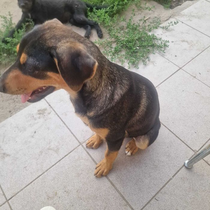Szczeniaczki do adopcji