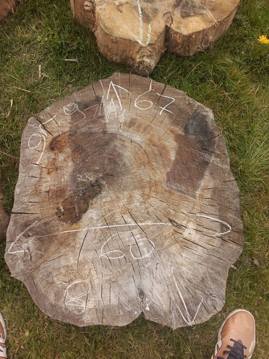 Plastry drewna... Sprzedam