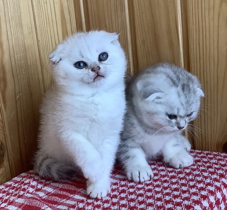 Гарненькі висловухі котята