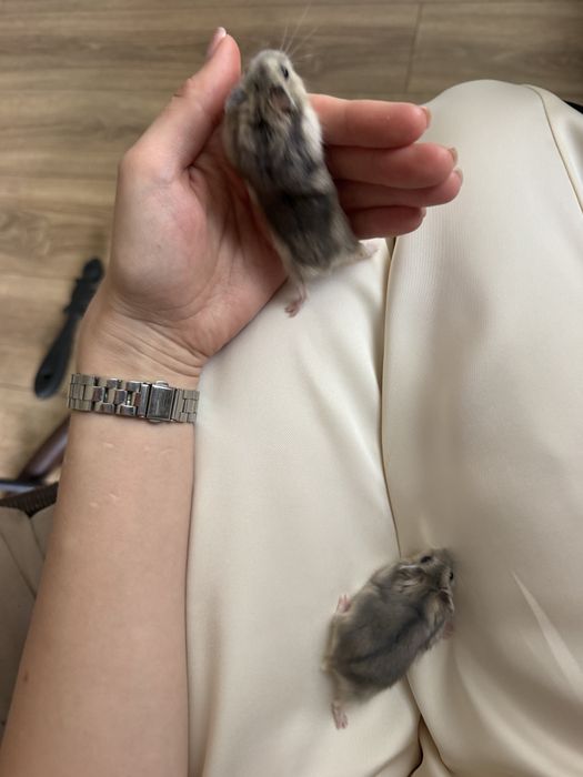Маленькі хомʼячки джунгаріки шукають люблячу родину