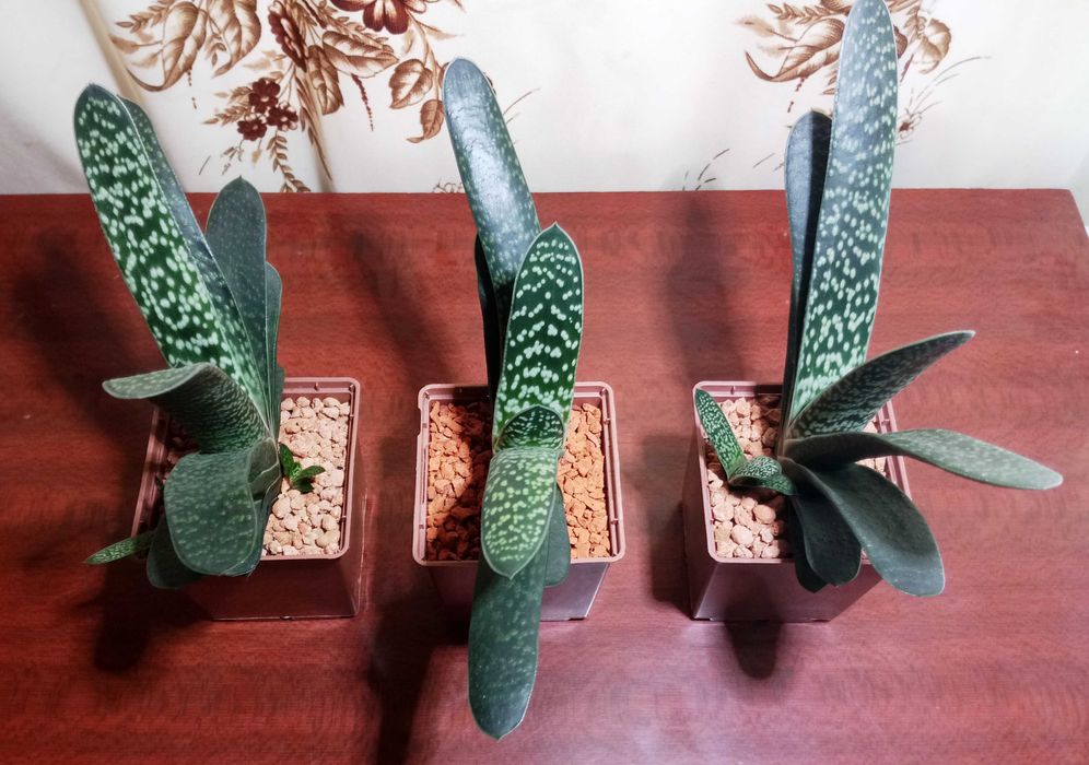 Гастерія карликова (Gasteria liliputana)