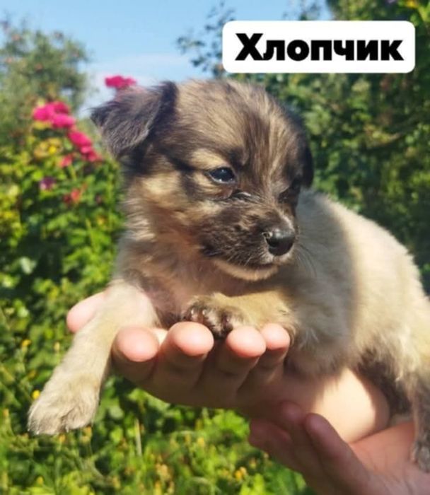 Цуценята гарні руки