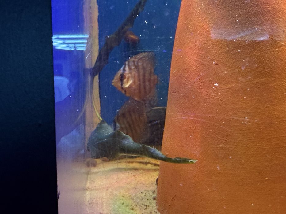 Disco Red turquesa, chekerboard , sribblet e azul turquesa cobalto