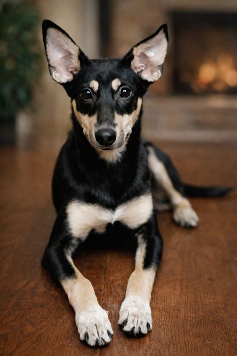 Красивого щенульку-мальчика отдам в хорошие руки!