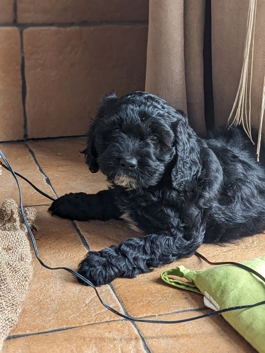 Suczka Springerdoodle pudel (cockapoo Maltipoo Doodle)