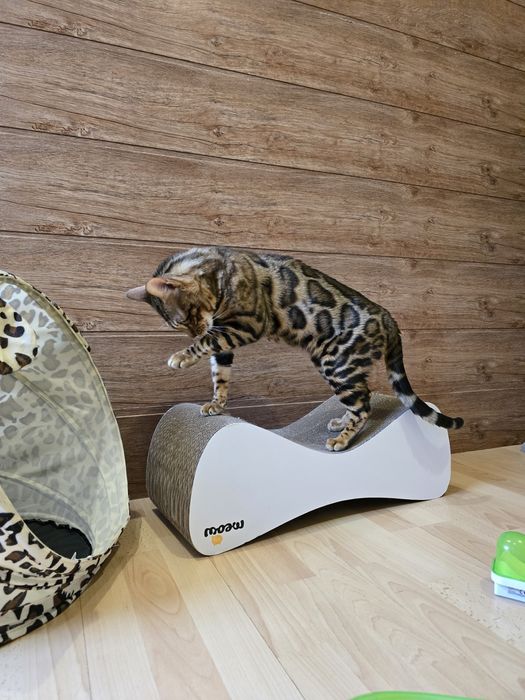 Бенгальський клубний кіт в'язка  бенгал вязка