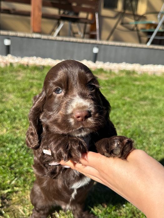 Cocker spaniel angielski czekoladowy