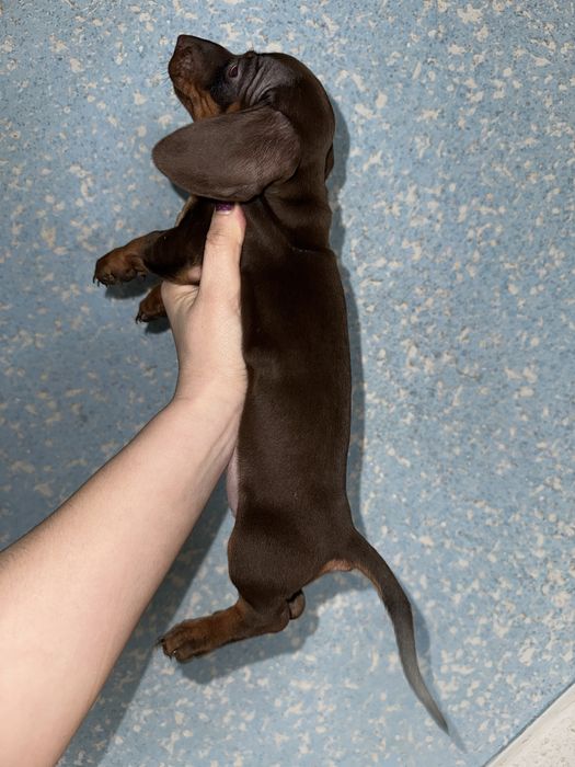 Такса кроль/міні дівчинка шоколад