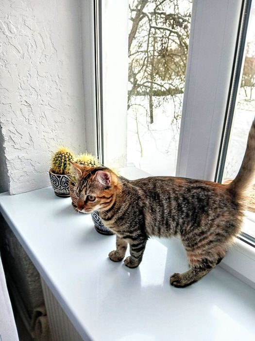 Коти безкоштовно