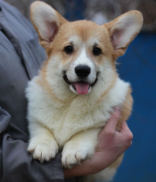 Welh Corgi Pembroke