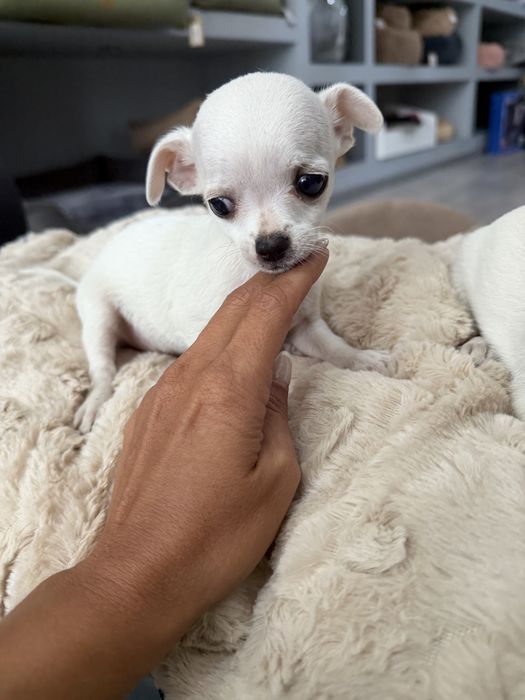 Chihuahua menina linda