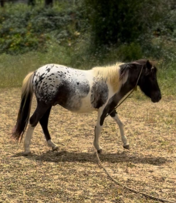 Ponei apalosa lindissimo