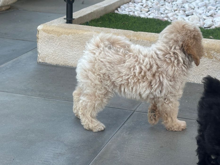 Caniche toy 2 meses