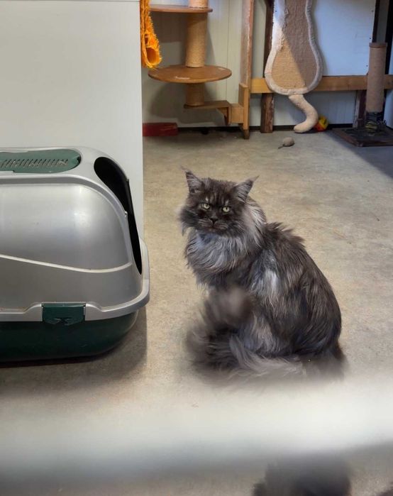 maine coon para covriçao