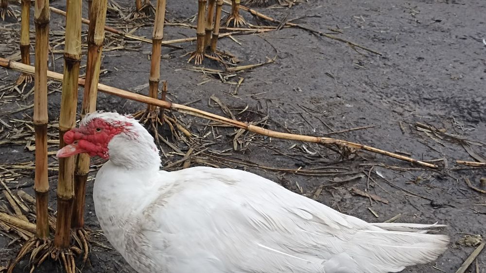 Індо качки ( мускусні)