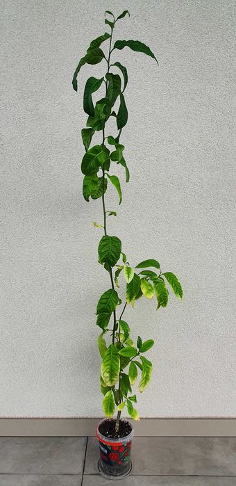 Drzewko cytrynowe, cytryna 3-letnie