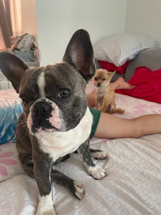 Французский бульдог мальчик ищет девочку